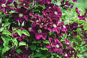 Clematis Niobe in garden, climber plant support, purple mauve flowers in summer