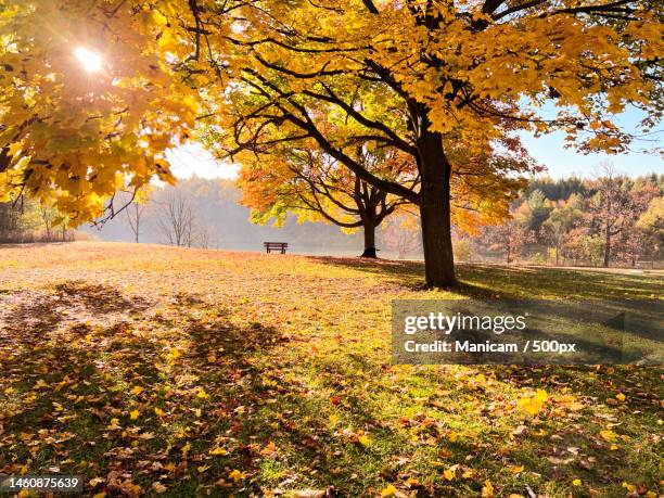 trees on field during autumn,toronto,ontario,canada - maple tree foto e immagini stock