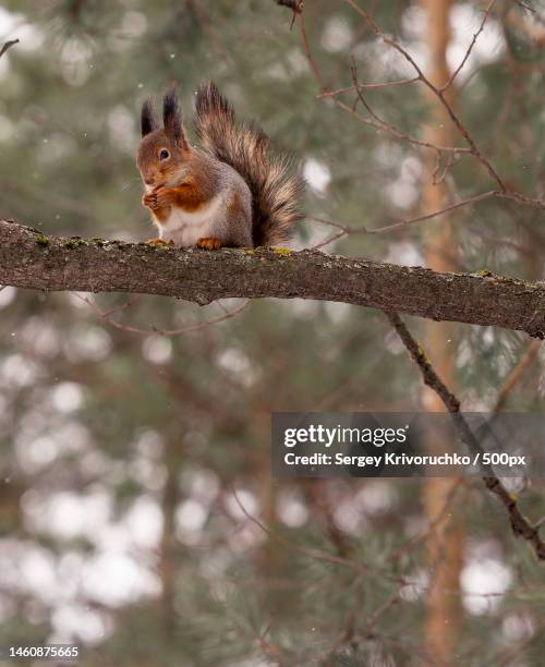 close-up of squirrel on branch,nizhny novgorod,nizhny novgorod oblast,russia - nizhny novgorod oblast stock-fotos und bilder