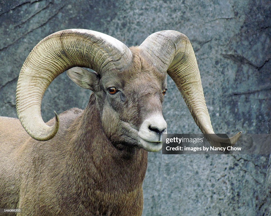 Bighorn Sheep