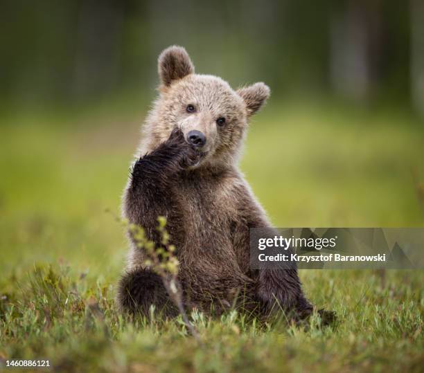 brown bear photography in the swamp , northern finland - brown bear cub photos et images de collection