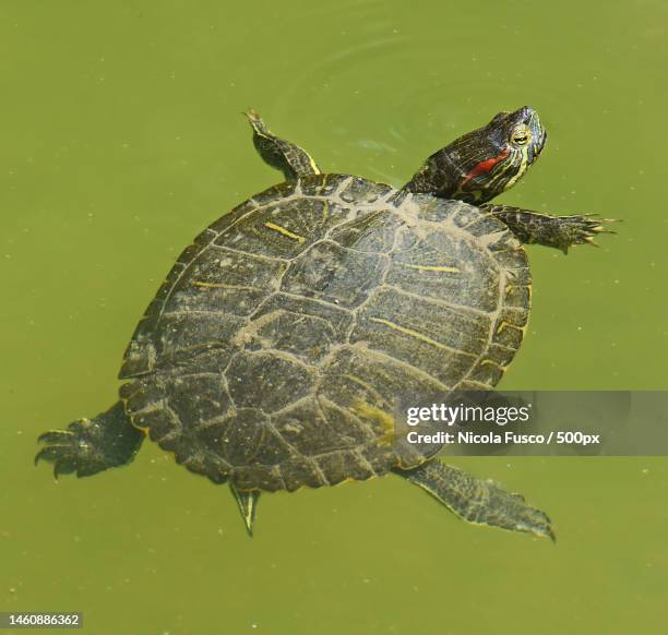 water turtle swimming in the pond,italy - florida red bellied cooter stock pictures, royalty-free photos & images