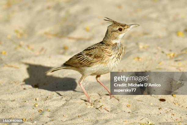 crested lark (galerida cristata) - galerida cristata stock pictures, royalty-free photos & images