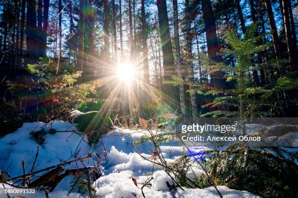 sunset or sunrise in the winter pine forest covered with a snow. sunbeams shining through the pine trunks. - february stockfoto's en -beelden