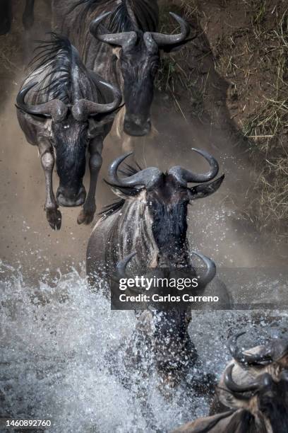 jumping wildebeest - great migration stock pictures, royalty-free photos & images