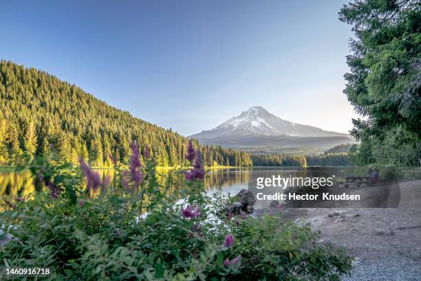 mt. hood reflection on trillium lake with flowers - mt hood national forest - fotografias e filmes do acervo