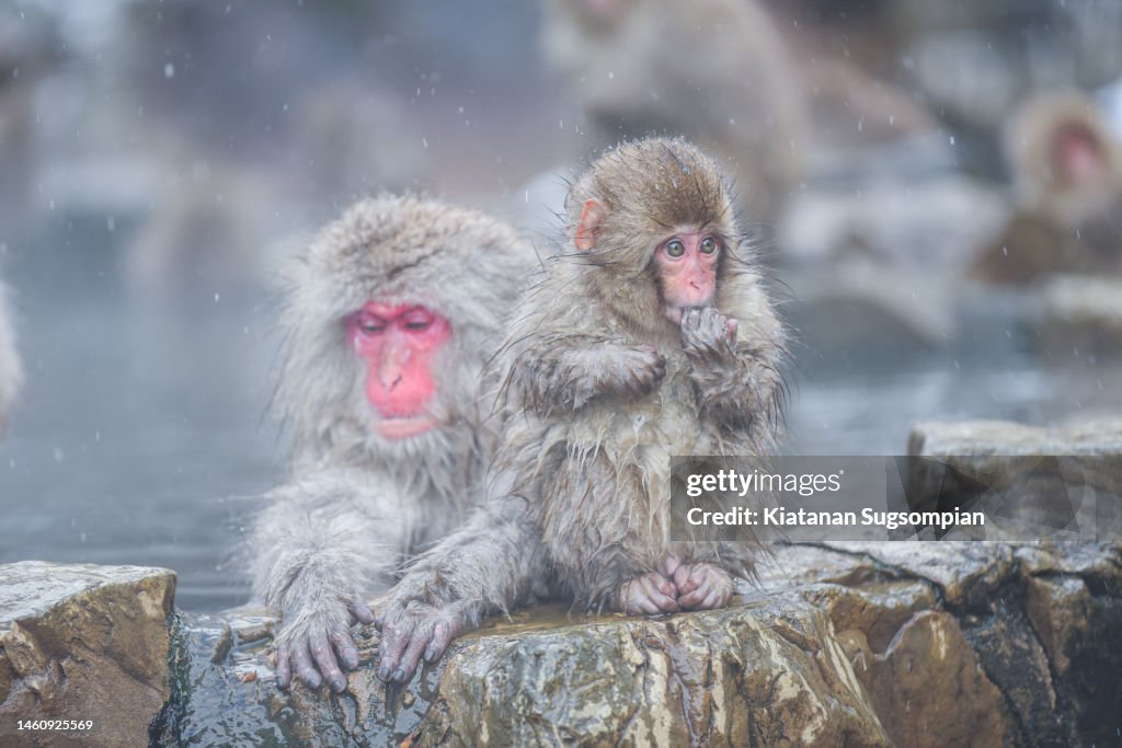 The troops of wild Japanese macaque (snow monkeys) are bathing at a natural hot spring (onsen) for keeping warm in winter, located at Jigokudani Monkey Park (Joshinetsu-Kogen National Park), Nagano, Japan