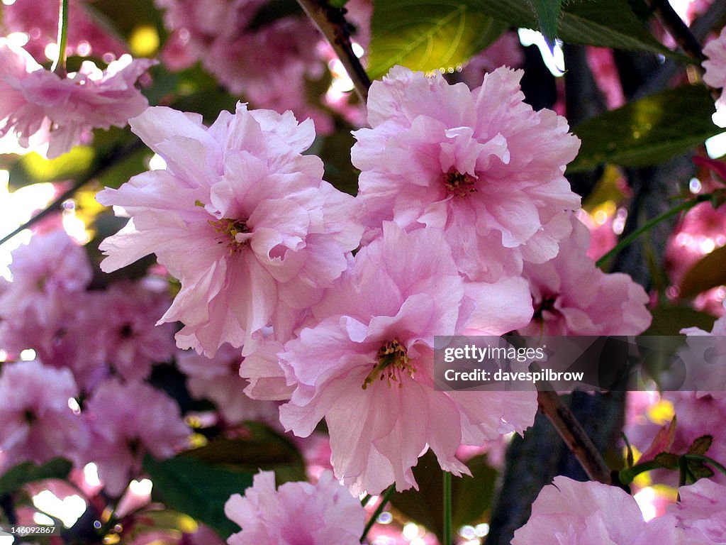 Pink Blossom Flowers