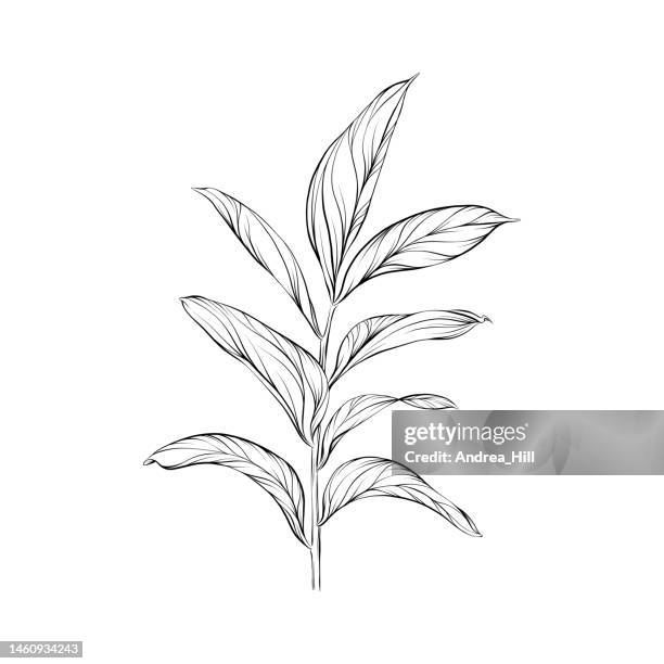 ilustraciones, imágenes clip art, dibujos animados e iconos de stock de ilustración de pluma y tinta vectorial de hoja de ruscus - plant stem