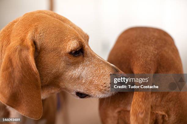 dog sniffing other dogs bum - buttock stock-fotos und bilder