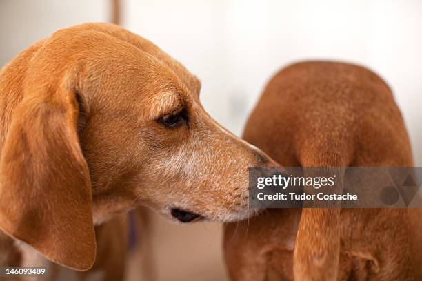 dog sniffing other dogs bum - ruiken stockfoto's en -beelden