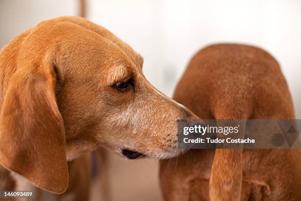 dog sniffing other dogs bum - rear end 個照片及圖片檔