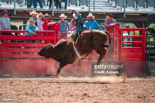 cowboy ridding a bucking bull - rodeo bildbanksfoton och bilder