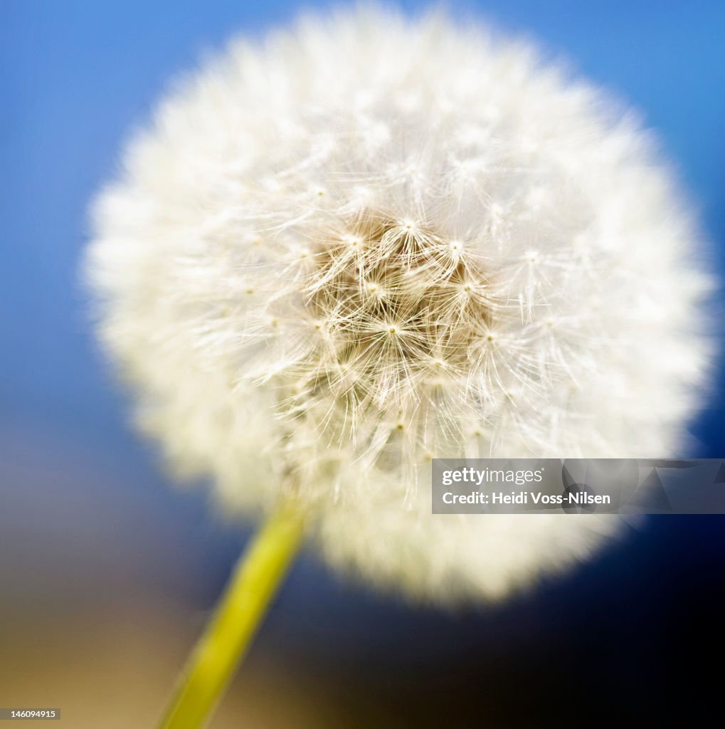 Dandelion