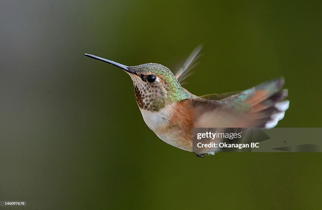 Female Rufous Hummingbird (Selasphorus rufus)