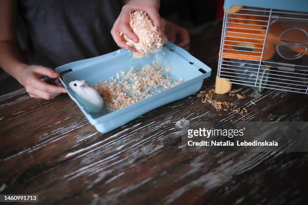 kids pours fresh sawdust into hamster's cage while hamster runs - hamster cage stock pictures, royalty-free photos & images