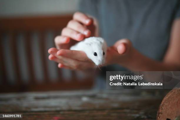 cute white hamster in palm of child. girl kid holding and touching pet hamster. - hamster cage stock pictures, royalty-free photos & images