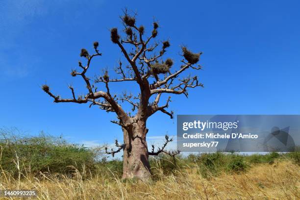 huge baobab trees in the savannah - senegal landscape stock pictures, royalty-free photos & images