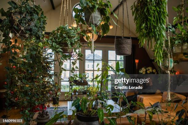 interior of domestic house full of plants - domestic room imagens e fotografias de stock