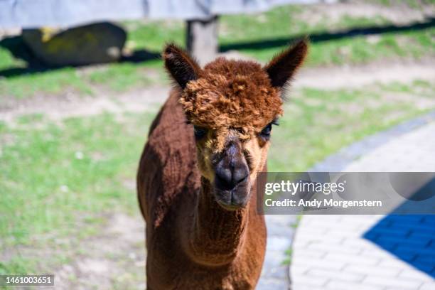 dromedary in the zoo - llama stock pictures, royalty-free photos & images