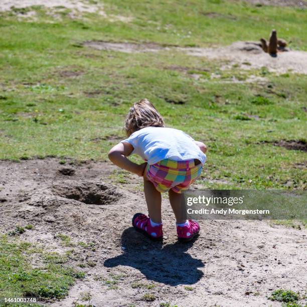 little girl in zoo looks into burrow of prairie dog - rabbit burrow stock-fotos und bilder