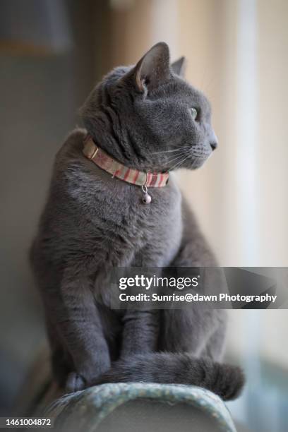 a gazing russian blue - russian blue cat stock pictures, royalty-free photos & images