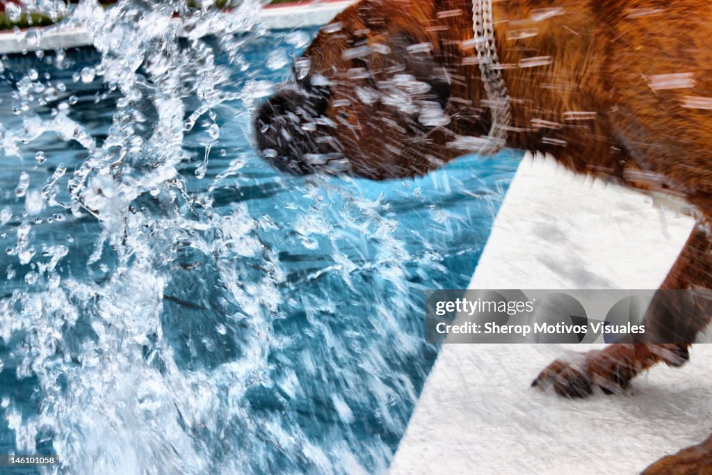 Dog getting wet