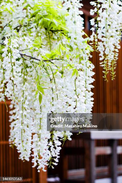 192 Wisteria Kyoto Stock Photos, High-Res Pictures, and Images - Getty  Images | Wisteria japan