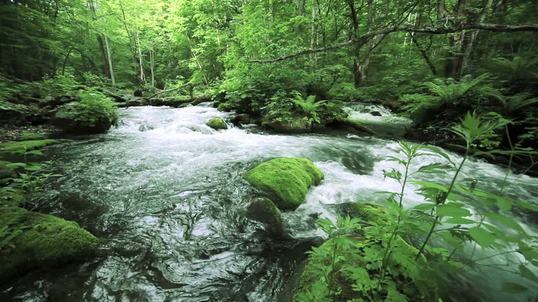 https://media.gettyimages.com/id/146102335/video/green-stream.jpg?b=1&s=640x640&k=20&c=dEfLVGjXeyAGAi1Y8mBc-MoCOnSdrAcs3CyD_FGHqpU=