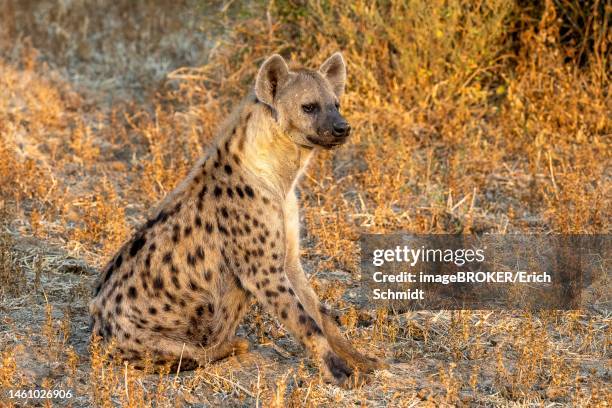 spotted hyena (crocuta crocuta), sitting, in morning light, nsefu sector, south luangwa, zambia - striped hyena stock pictures, royalty-free photos & images