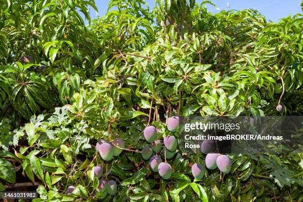 mango tree in the wine and fruit growing area of faja dos padres, madeira, portugal - madeira wine stock pictures, royalty-free photos & images