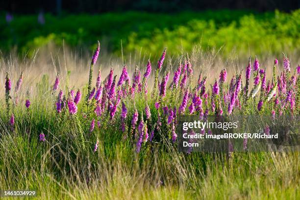 red digitalis minor (digitalis purpurea), lower rhine, north rhine-westphalia, germany - niederrhein stock-fotos und bilder