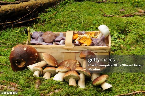 boletaceae (boletus) (cantharellus cibarius) (agaricus campestris) and lepista nuda in a basket, harz, saxony-anhalt, germany - agaricales fotografías e imágenes de stock