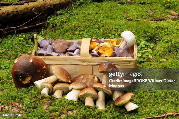 boletaceae (boletus) (cantharellus cibarius) (agaricus campestris) and lepista nuda in a basket, harz, saxony-anhalt, germany - agaricales stock pictures, royalty-free photos & images