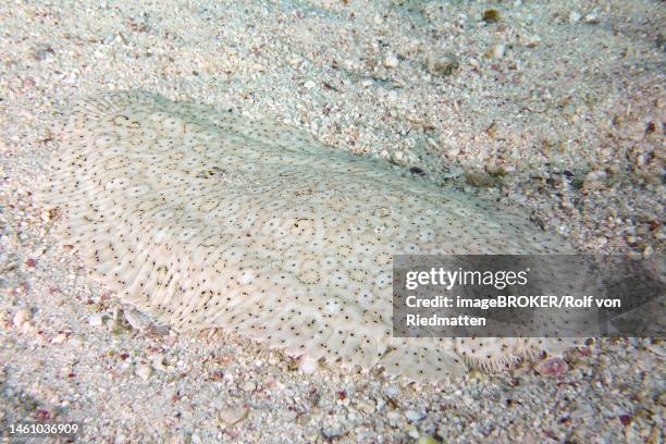 finless sole (pardachirus marmoratus), dive site house reef, mangrove bay, el quesir, red sea, egypt - sogliola foto e immagini stock