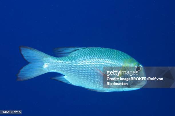 humpnose big-eye bream (monotaxis grandoculis) in front of a solid blue background, cropped image. dive site daedalus reef, egypt, red sea - humpnose bigeye bream stock pictures, royalty-free photos & images