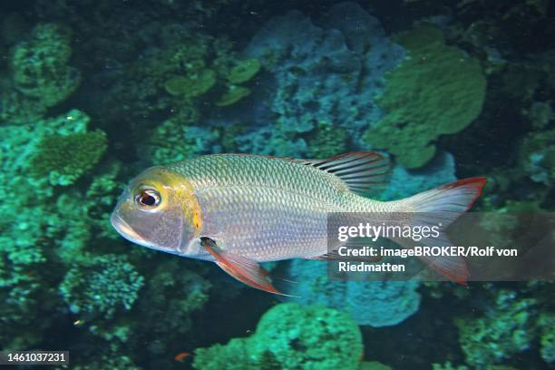 humpnose big-eye bream (monotaxis grandoculis) in the reef. dive site daedalus reef, egypt, red sea - humpnose bigeye bream stock pictures, royalty-free photos & images