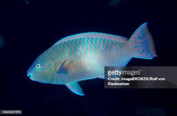 red sea parrotfish, parrotfish (scarus collana) against a solid black background. dive site house reef, mangrove bay, el quesir, red sea, egypt - collana stock pictures, royalty-free photos & images