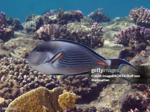 red sea clown surgeon (acanthurus sohal) in shallow water, over stony corals. dive site house reef, mangrove bay, el quesir, red sea, egypt - acanthurus sohal stock pictures, royalty-free photos & images