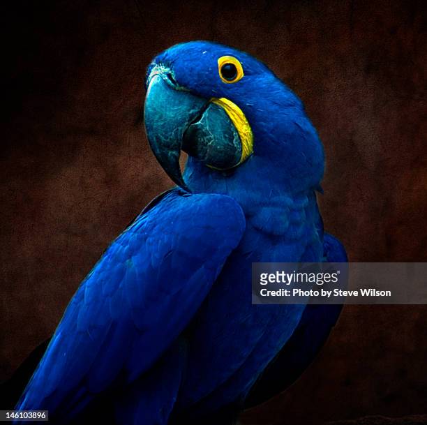 837 Hyacinth Macaw Photos and Premium High Res Pictures - Getty Images