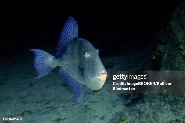 grey triggerfish (balistes capriscus) triggerfish (balistes carolinensis), el cabron marine reserve dive site, arinaga, gran canaria, spain, atlantic ocean - grey triggerfish ストックフォトと画像