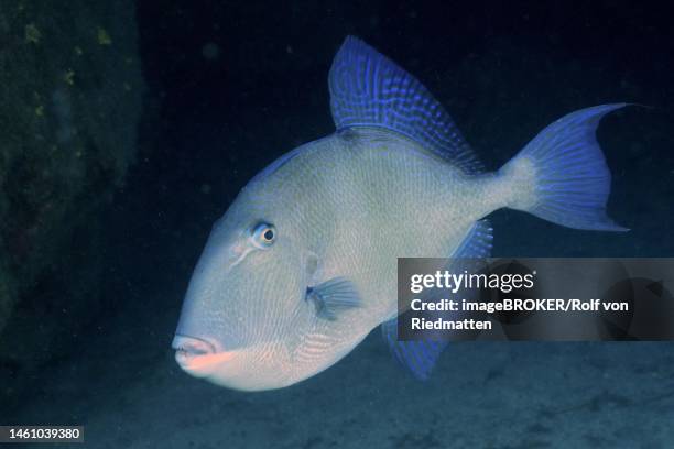 grey triggerfish (balistes capriscus) triggerfish (balistes carolinensis), el cabron marine reserve dive site, arinaga, gran canaria, spain, atlantic ocean - grey triggerfish ストックフォトと画像
