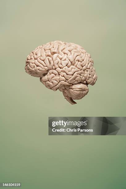 floating brain on green background - human brain stock-fotos und bilder