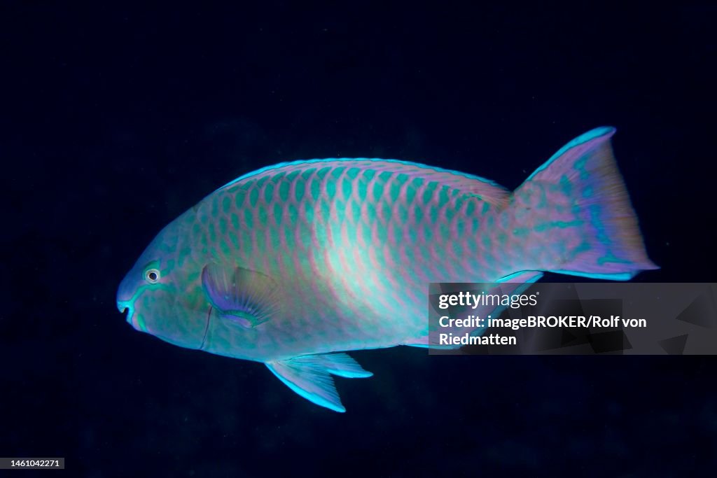 Red Sea Parrotfish, Parrotfish (Scarus collana) at night. Solid black background. Dive site House Reef, Mangrove Bay, El Quesir, Red Sea, Egypt