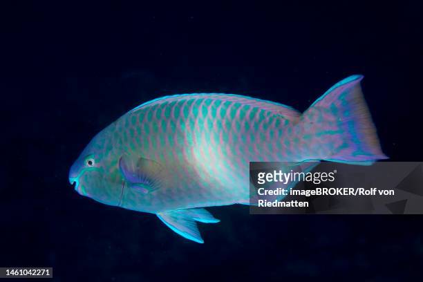red sea parrotfish, parrotfish (scarus collana) at night. solid black background. dive site house reef, mangrove bay, el quesir, red sea, egypt - collana stock-fotos und bilder