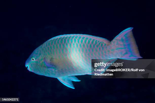 red sea parrotfish, parrotfish (scarus collana) at night. solid black background. dive site house reef, mangrove bay, el quesir, red sea, egypt - collana fotografías e imágenes de stock