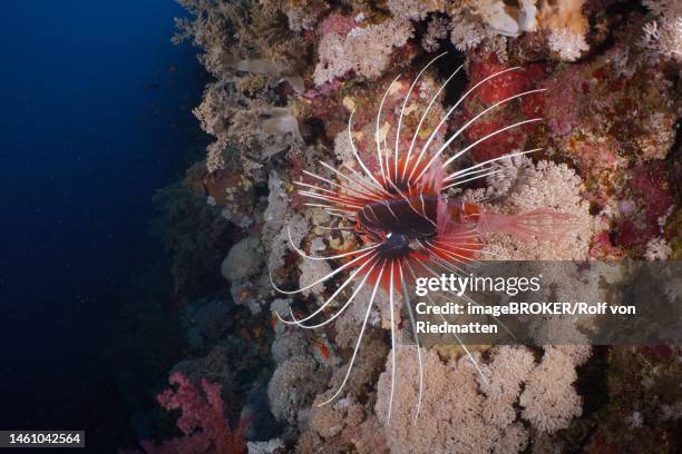 radial firefish (pterois radiata) . dive site elphinstone reef, red sea, egypt - pterois radiata stock pictures, royalty-free photos & images