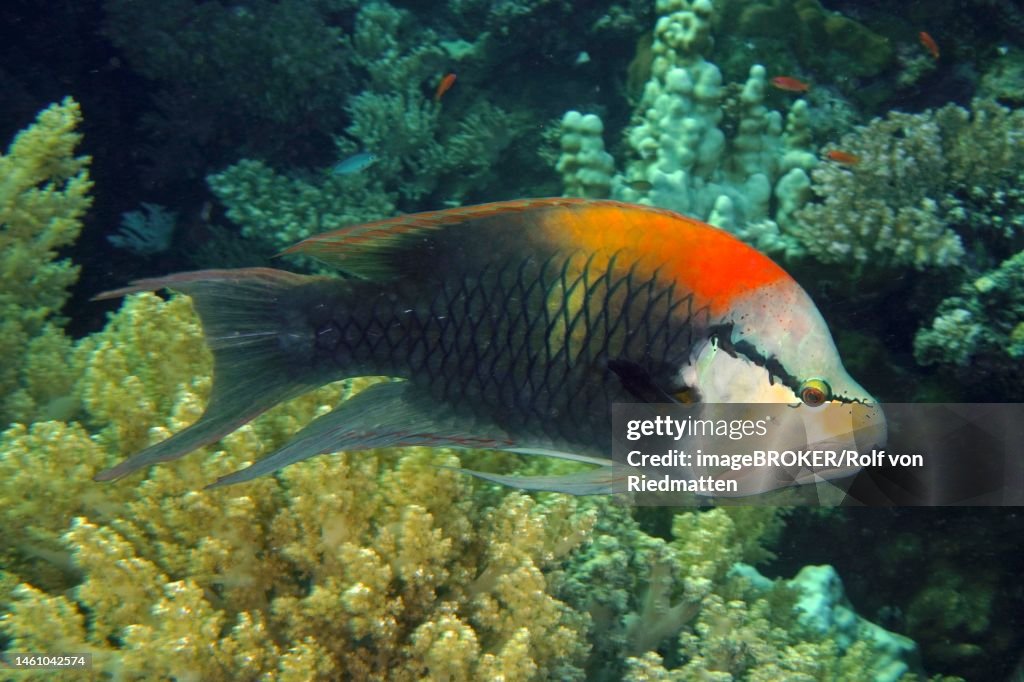 Sling-jaw wrasse (Epibulus insidiator), Daedalus Reef dive site, Egypt, Red Sea