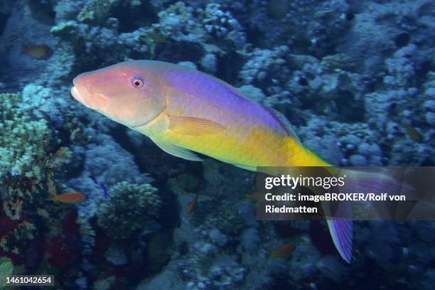 golden goatfish (parupeneus cyclostomus), strait of tiran dive site, sinai, egypt, red sea - parupeneus stock pictures, royalty-free photos & images