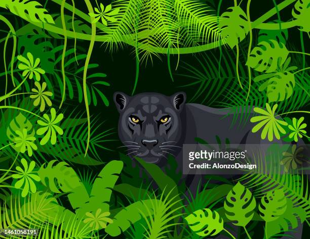 33 Ilustraciones de Leopardo Africano - Getty Images
